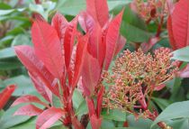 Photinia Fraseri Red Robin : taille 40/60 cm - pot de 2 ou 3 litres