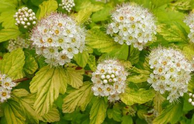 Physocarpus opulifolius 'Dart's Gold' :  Taille 30/40 cm - Pot de 3 litres