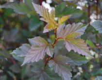 Physocarpus opulifolius 'Diabolo' :  Taille 30/40 cm - Pot de 3 litres