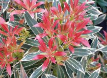 Pieris 'Flaming Silver' : Taille 20/30 cm - Pot de 2 litres