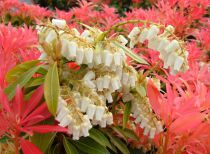 Pieris 'Forest Flame' : Taille 20/30 cm - Pot de 2 litres