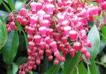 Pieris 'Valley Valentine' : Taille 20/30 cm - Pot de 2 litres