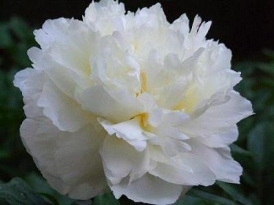 Pivoine herbac�e 'Duchesse de Nemours' : Godet 11 cm
