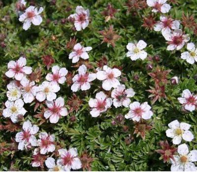 Potentille Fruticosa 'Abbotswood' : taille 20/30 cm - Racines Nues