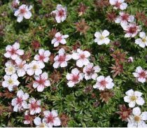 Potentille Fruticosa 'Abbotswood' : taille 20/30 cm - Racines Nues