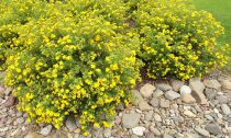 Potentille Fruticosa 'Goldfinger' : taille 20/30 cm - Racines Nues