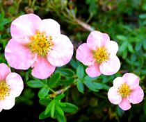 Potentille Fruticosa 'Pink Queen' : Taille 30/40 cm - Pot de 3 litres