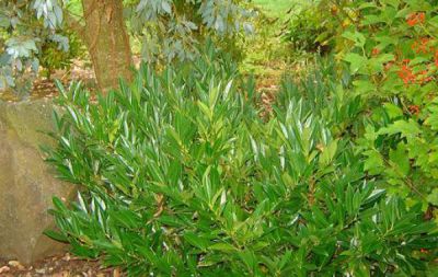 Prunus Laurocerasus Otto Luyken : Taille 30/40 cm - Pot de 2 litres