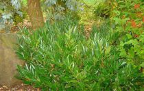 Prunus Laurocerasus Otto Luyken : Taille 30/40 cm - Pot de 2 litres
