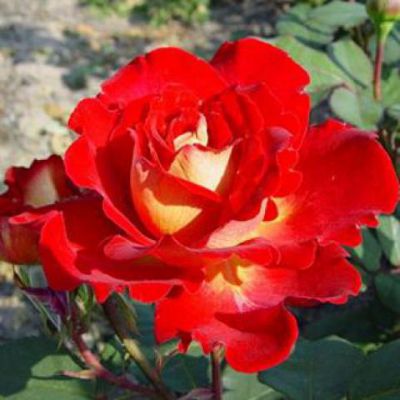 Rosier Bolcho� : Racines nues