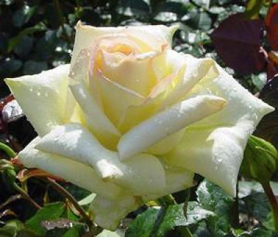 Rosier Caroline de Monaco � : Racines nues