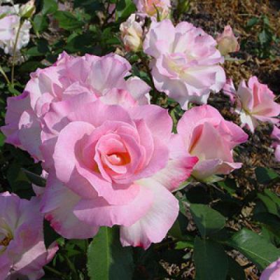 Rosier Charles Aznavour � : Racines nues