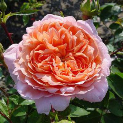 Rosier Colette� : Racines nues