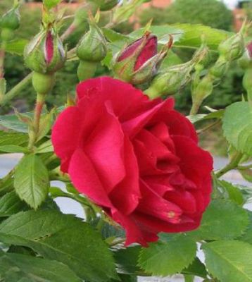 Rosier grimpant 'Flammentanz'� : Racines nues