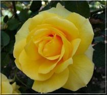 Rosier grimpant 'Gold Bunny'® : Racines nues