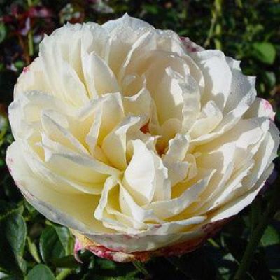 Rosier grimpant 'Mon jardin et ma maison'� : Racines nues