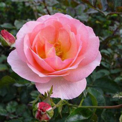 Rosier grimpant 'Sorbet Fruite'� : Racines nues
