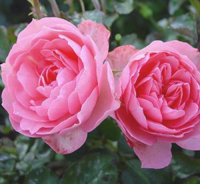 ROSIER Guy de Maupassant� : Racines nues