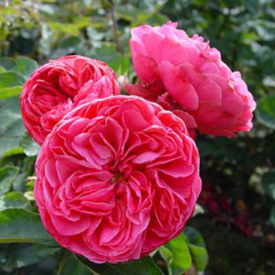 Rosier L�onard de vinci� : Racines nues