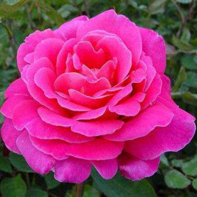 Rosier Pink Peace � : Racines nues - 3 branches et +