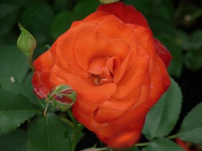 Rosier polyantha 'Diablotin' : Racines nues