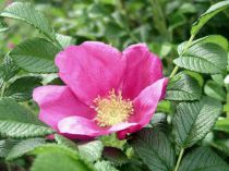 ROSIER Rugosa 'Rubra' : 30/40 cm en Racines nues