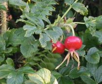 ROSIER Rugosa 'Rubra' : 30/40 cm en Racines nues