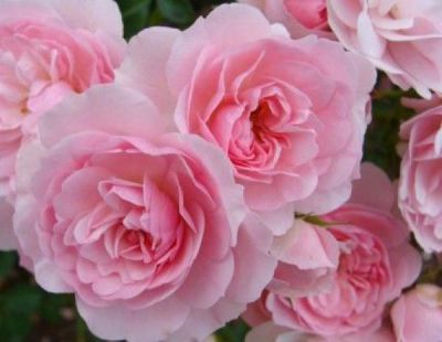Rosier-tige 'Bonica'� : Racines nues