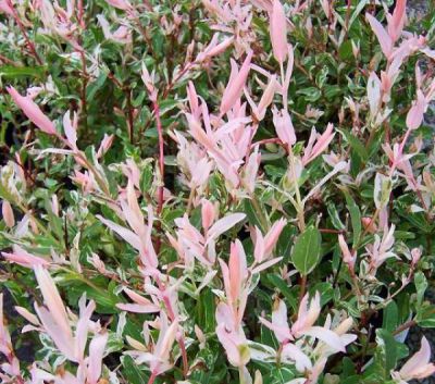 Saule crevette greff� sur tige de 80 cm