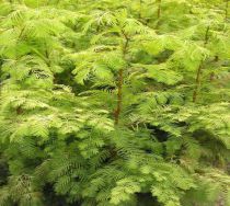Sequoia de Chine  : Taille 80/100 cm - Pot de 3 litres