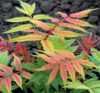 Sorbaria sorbifolia 'sem' : Taille 15/20 cm - Godet de 9x9 cm