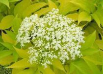 Sureau noir - Sambucus nigra'Aurea' : Taille 30/40 cm - Pot de 3 litres