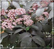 Sureau noir - Sambucus nigra 'Black Beauty' : Taille 30/40 cm - Pot de 3 litres