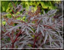 Sureau noir - Sambucus nigra 'Black Lace' : Taille 30/40 cm - Pot de 3 litres