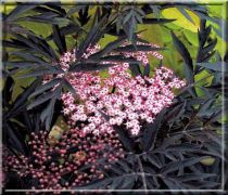 Sureau noir - Sambucus nigra 'Black Lace' : Taille 30/40 cm - Pot de 3 litres