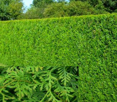 Thuya Plicata Atrovirens* : Taille 60/80 cm - Lot de 25 pieds