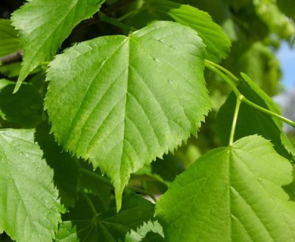 TILIA CORDATA - Tilleul à petites feuilles : lot de 10 pieds