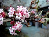 Viorne x Bodnantense 'Charles Lamont' : Taille 60/80 cm - Pot de 3 litres