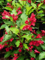 Weigela 'Bristol Ruby' : Taille 50/60 cm - Pot de 3 litres