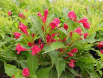 Weigela 'Red Prince' : Taille 50/60 cm - Pot de 3 litres