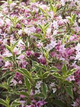 Weigela Florida 'Nana variegata' : Taille 30/40 cm - Pot de 3 litres