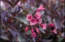 Weigela Florida purpurea : Taille 30/40 cm - Pot de 3 litres