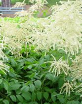 Barbe de Bouc / Aruncus dioicus sylvestris : Godet 9x9 cm