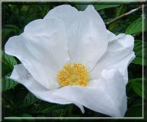 Rosier Rugosa 'Alba' : Taille 30/40 cm - Racines nues