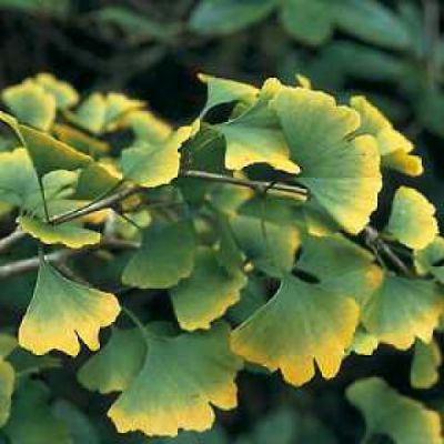 Arbre aux 40 �cus : taille 60/80 cm - pot de 3 litres