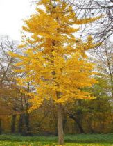 Arbre aux 40 écus : taille 60/80 cm - pot de 3 litres