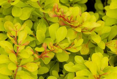 �pine-vinette de Thunberg 'Tiny Gold' : Taille 20/25 cm - Pot de 2 litres