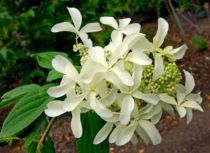 Hortensia à Panicules Great Star® : Taille 40/50 cm - pot de 3 litres