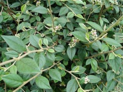 Cotoneaster Franchetii : Taille 40/60 cm - pot 3 litres