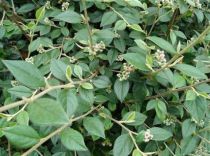 Cotoneaster Franchetii : Taille 40/60 cm - pot 3 litres